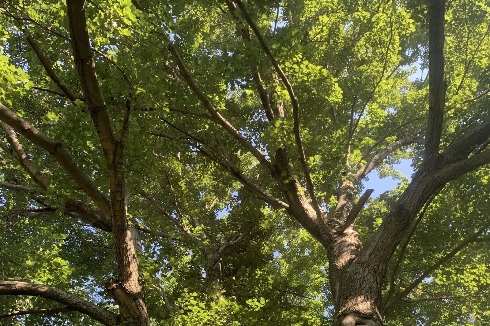 Crane lifting a large section of tree trunk
