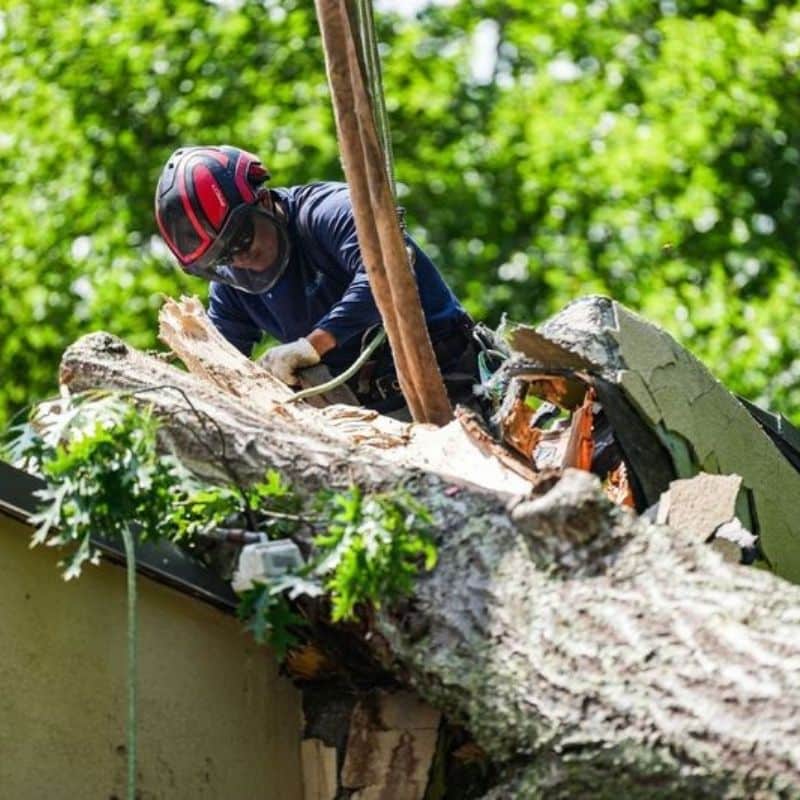 Arborist using a crane to remove a large damaged tree section