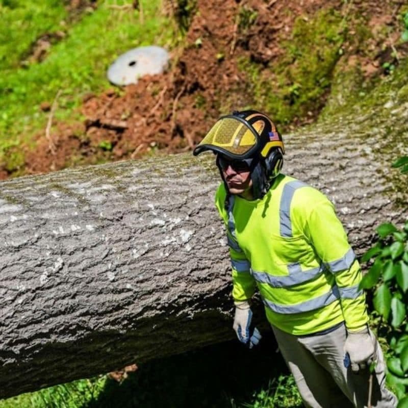 Hazardous fallen tree leaning against a structure