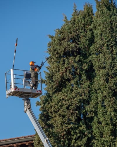 Arborist performing crown cleaning on a mature evergreen