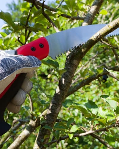 Arborist performing crown reduction on a tree near a structure