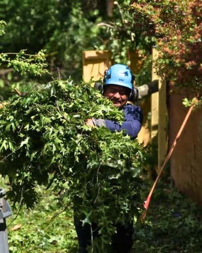 Hazardous limb pruning on a storm-damaged tree