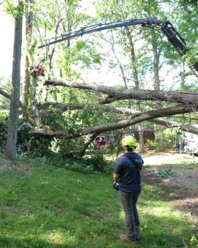 Tree removal crew with grapple claw equipment