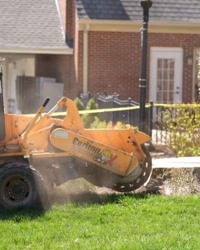 Carlton stump grinder grinding a stump down in a residential yard