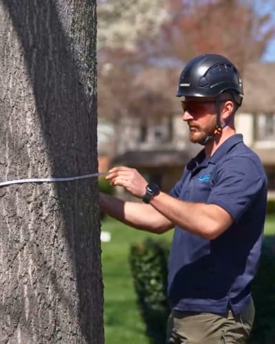 Insect and disease management treatment on tree leaves