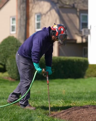 Tree root system health and rejuvenation work